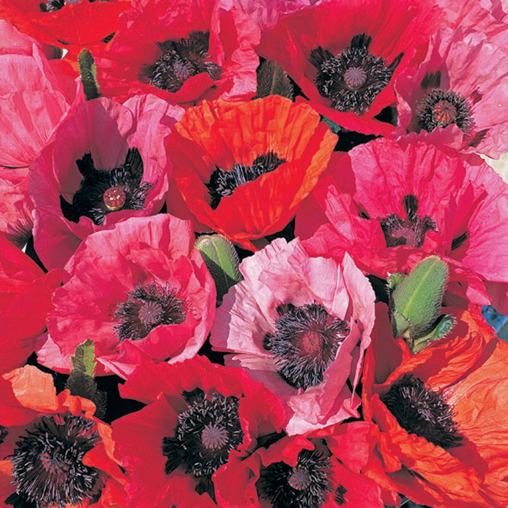 Papaver orientale Roots - Fruit Punch Mix