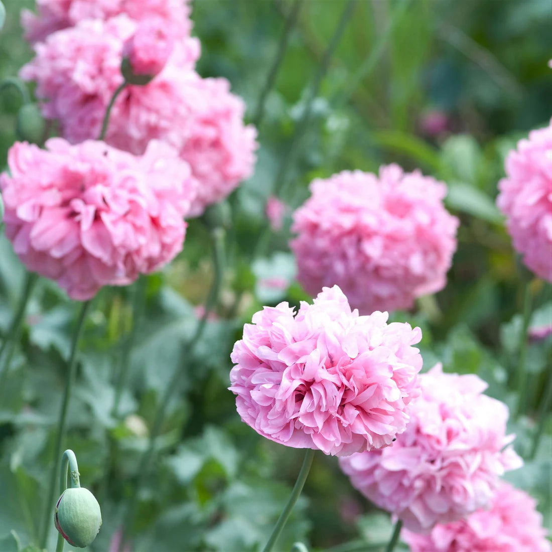 Poppy Peony Seeds - Pale Rose