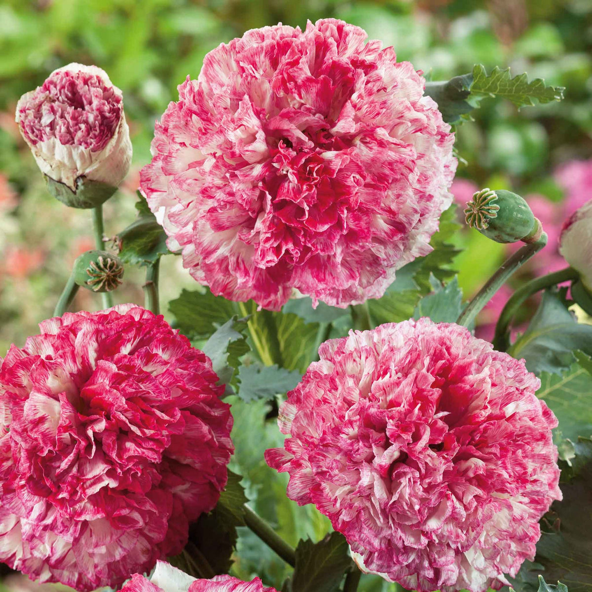 flowers high quality flower seeds for growing vibrant and colorful blooms in home gardens and landscapes organic flowers premium organic flower seeds for sustainable gardening and beautiful blossoms suitable for all climates