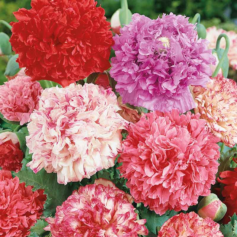 flowers high quality flower seeds for growing vibrant and colorful blooms in home gardens and landscapes organic flowers premium organic flower seeds for sustainable gardening and beautiful blossoms suitable for all climates