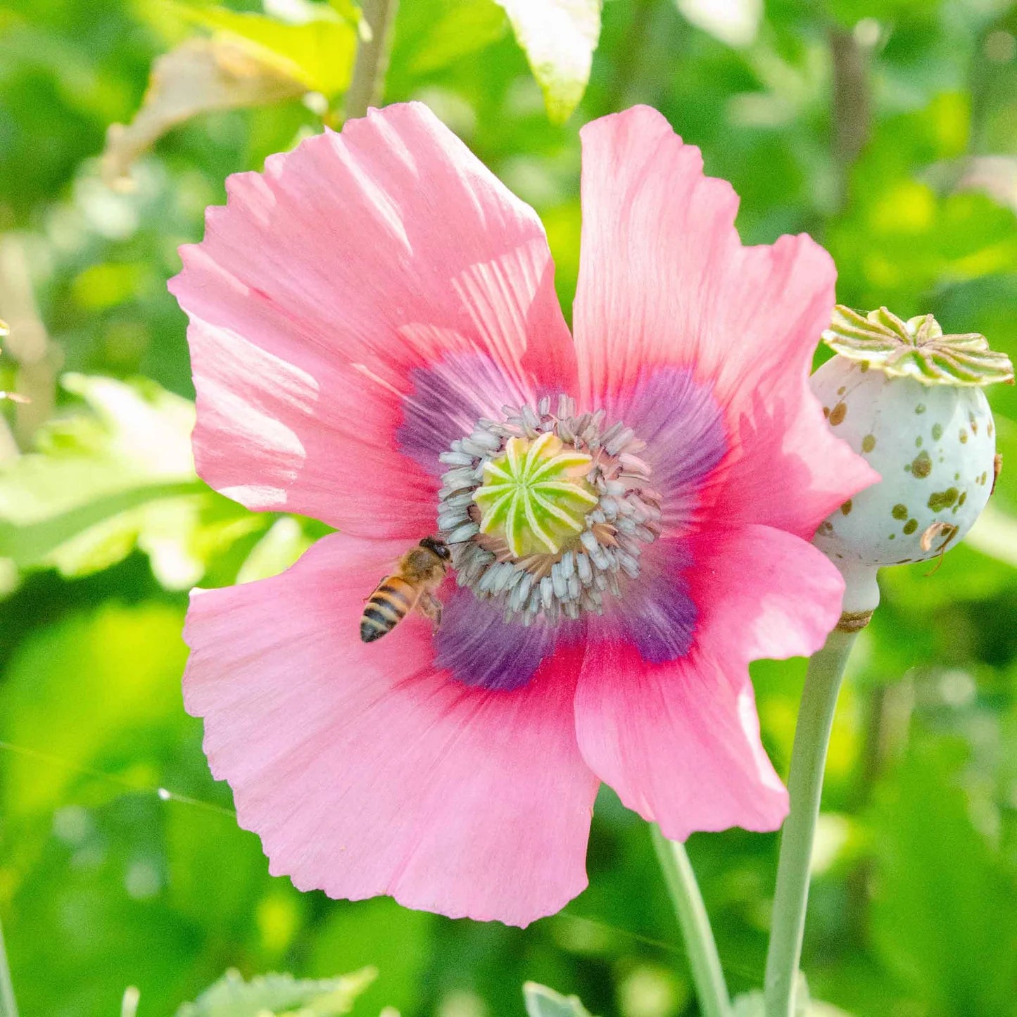 Poppy Seeds - Pepperbox