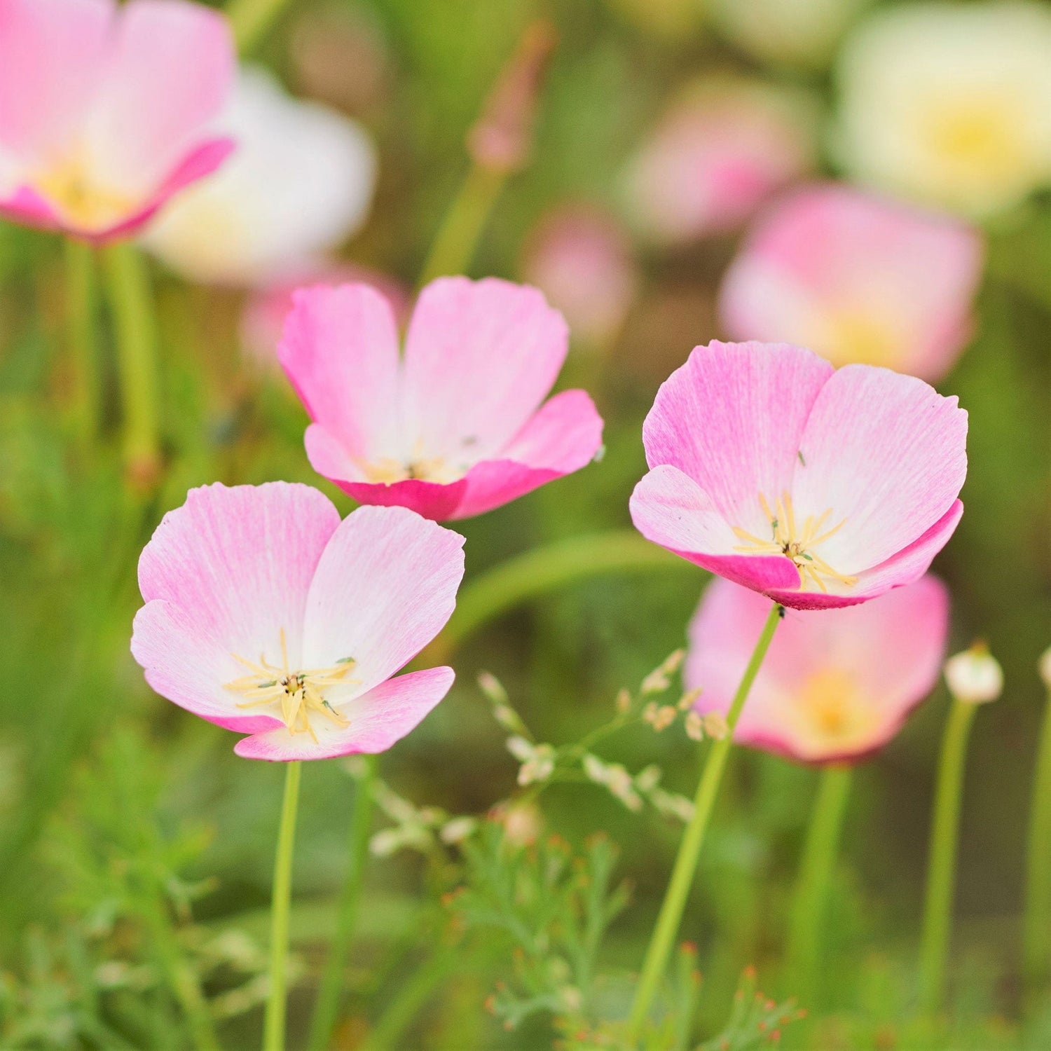 California Poppy Seeds - Purple Gleam