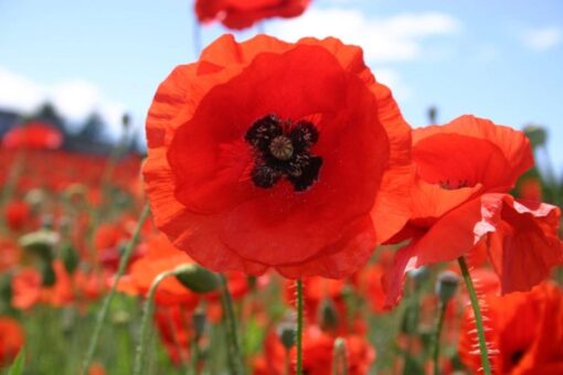 Poppy Shirley Indian Red Open Pollinated heirloom non-gmo garden seeds