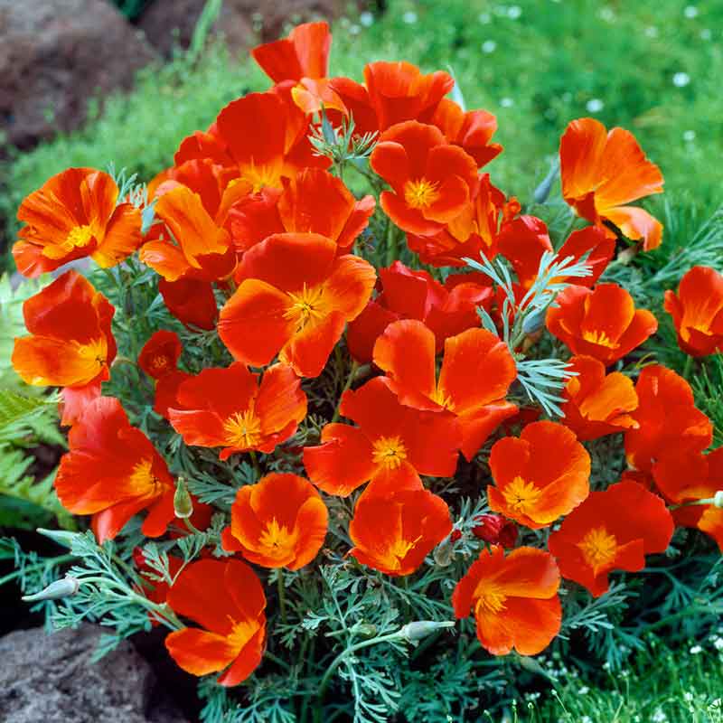 flowers high quality flower seeds for growing vibrant and colorful blooms in home gardens and landscapes organic flowers premium organic flower seeds for sustainable gardening and beautiful blossoms suitable for all climates