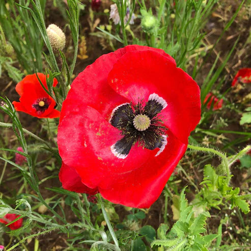 Red Corn Poppy Seeds