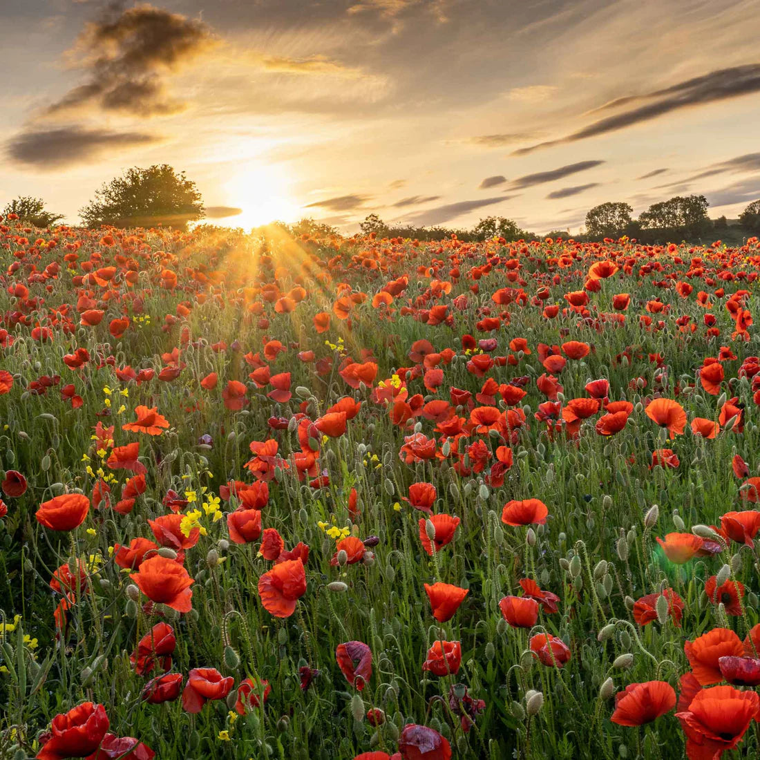 Red Corn Poppy Seeds