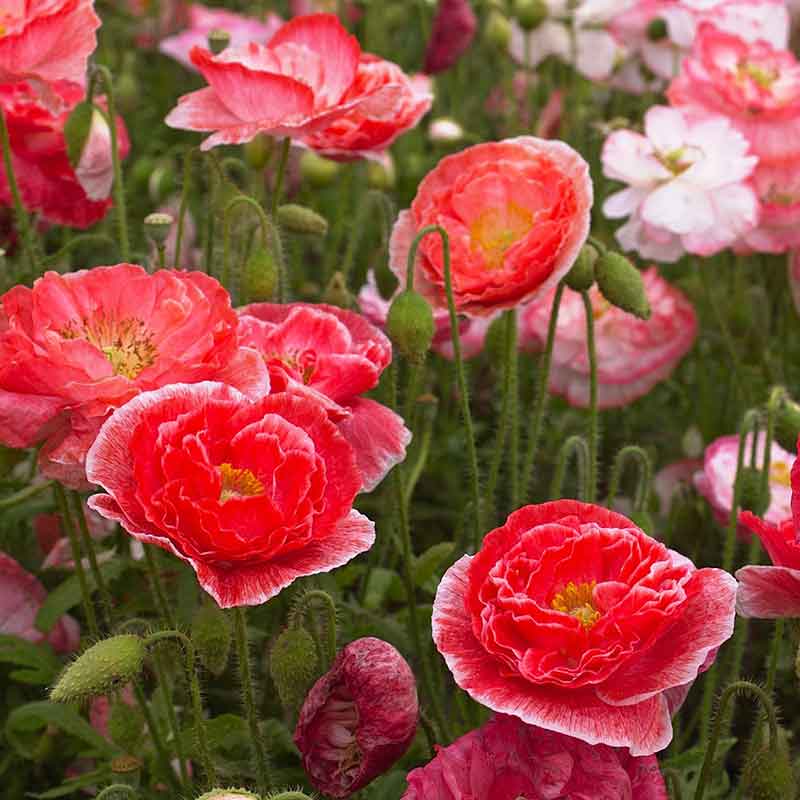 Shirley Double Poppy Papaver Rhoeas Flowering Seeds For Planting