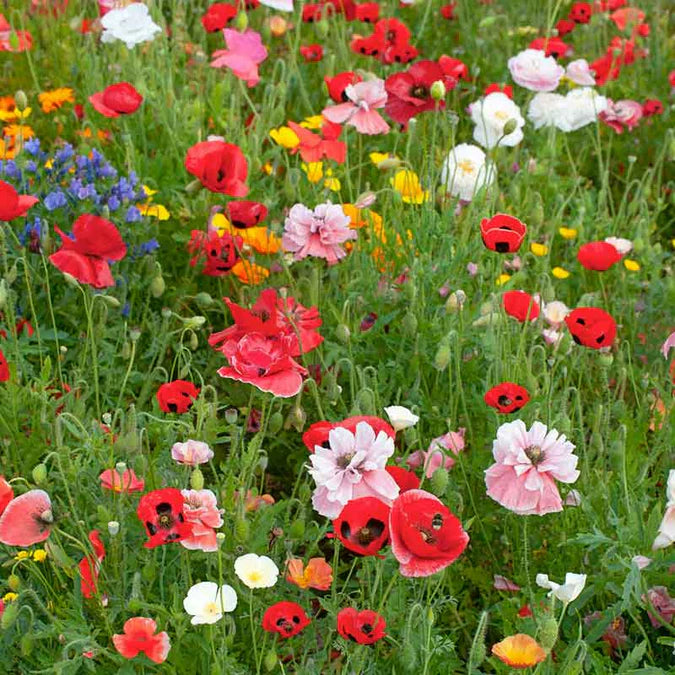 Shirley Single Mix Poppy Papaver Rhoeas Flowering Seeds For Planting