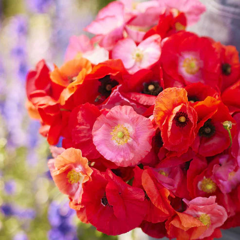 Shirley Poppy Seeds - Mixed Red & Pink