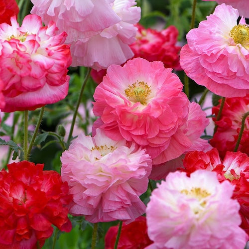 Shirley Double Poppy Papaver Rhoeas Flowering Seeds For Planting