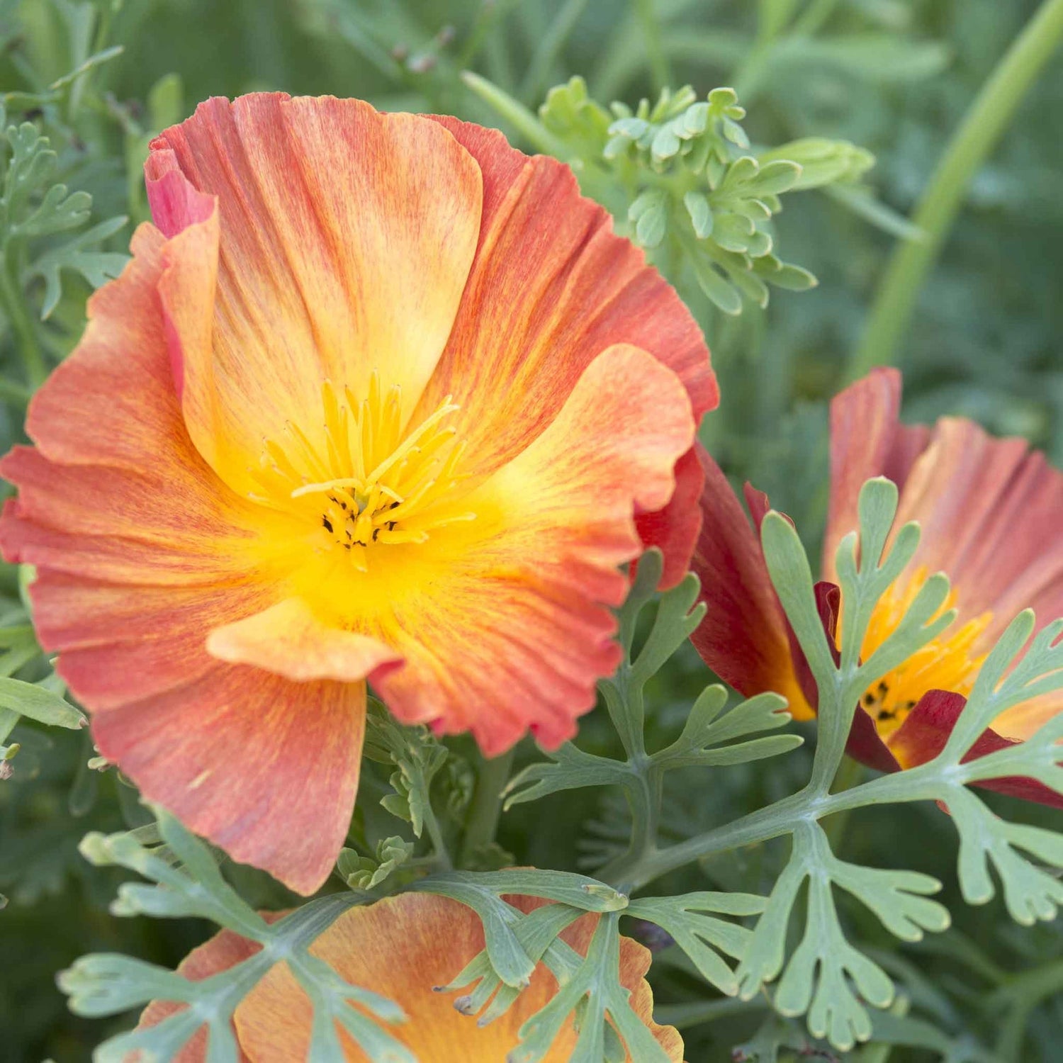 California Poppy Seeds - Thai Silk Apricot