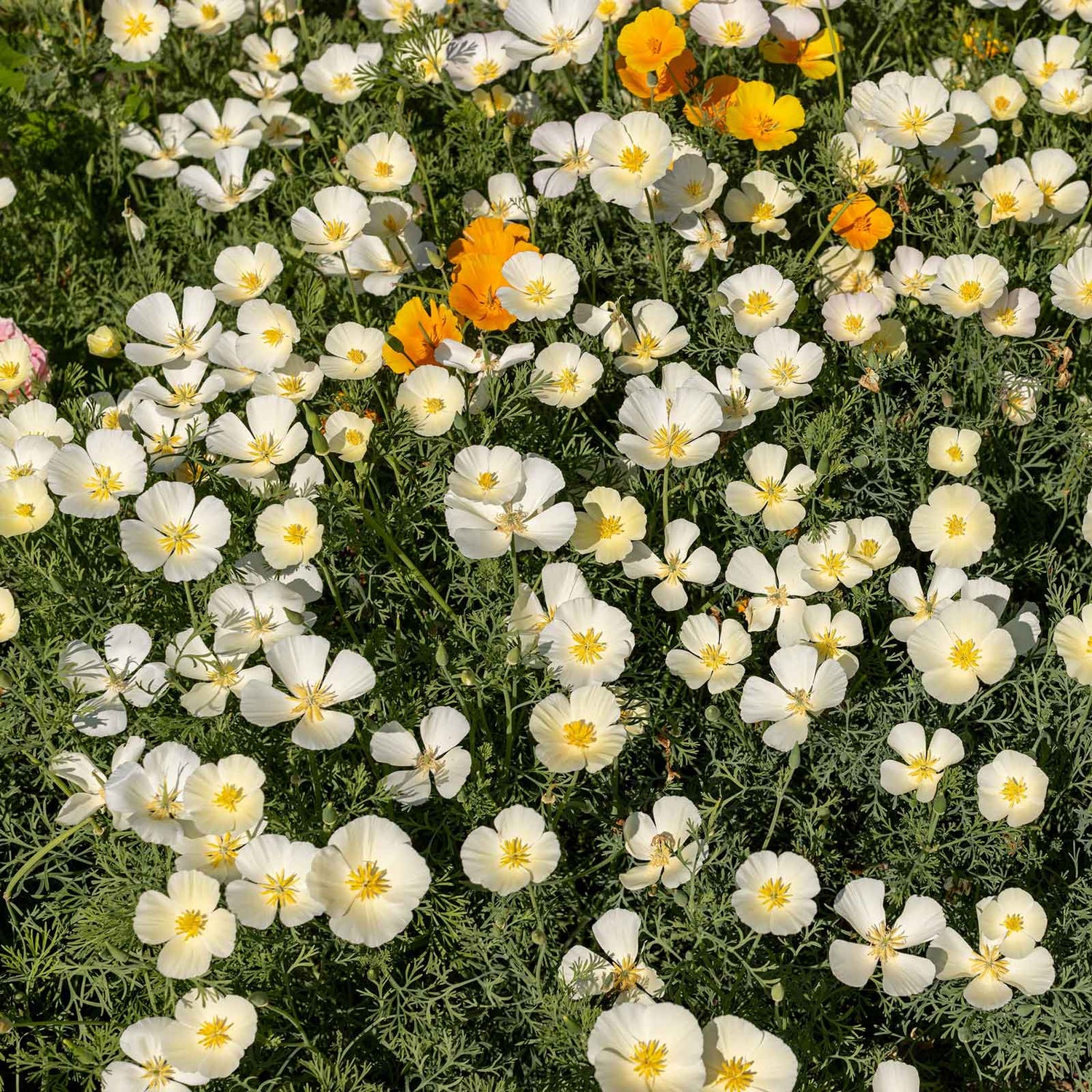 California Poppy Seeds - White Linen