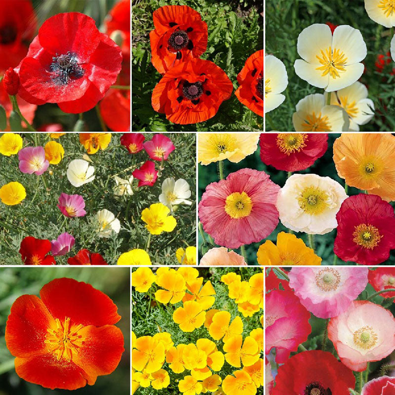 flowers high quality flower seeds for growing vibrant and colorful blooms in home gardens and landscapes organic flowers premium organic flower seeds for sustainable gardening and beautiful blossoms suitable for all climates