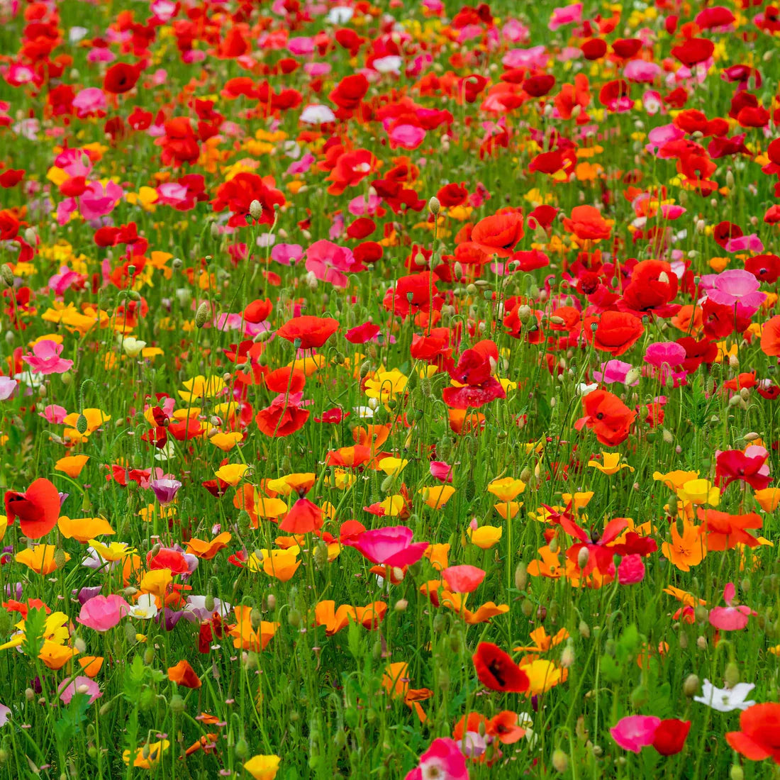 Poppy Power - Poppy Flower Seed Mix