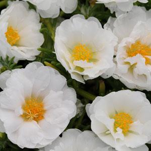 Portulaca Coconut Imported heirloom non-gmo garden seeds