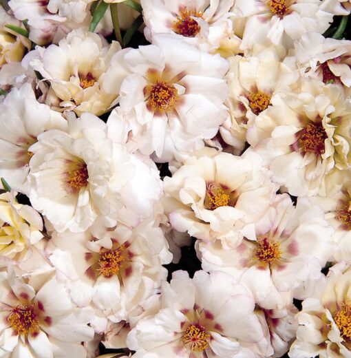 Portulaca Cream Imported heirloom non-gmo garden seeds