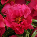 Portulaca Fuchsia Imported heirloom non-gmo garden seeds