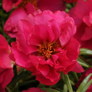 Portulaca Fuchsia Imported heirloom non-gmo garden seeds
