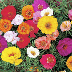 Portulaca Grandiflora Op Open Pollinated heirloom non-gmo garden seeds
