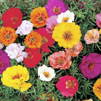 Portulaca Grandiflora Op Open Pollinated heirloom non-gmo garden seeds