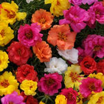 Portulaca Happy Hour heirloom non-gmo garden seeds