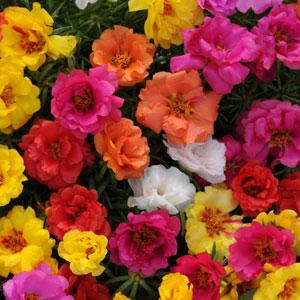 Portulaca Happy Hour heirloom non-gmo garden seeds