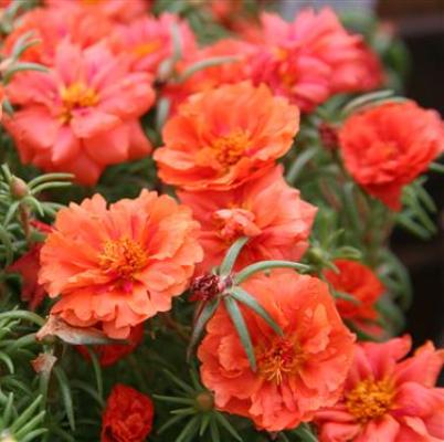 Portulaca Orange Imported heirloom non-gmo garden seeds