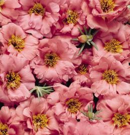 Portulaca Peach Imported heirloom non-gmo garden seeds