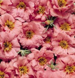 Portulaca Peach Imported heirloom non-gmo garden seeds