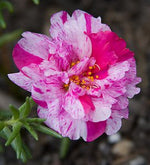 Portulaca Peppermint Imported heirloom non-gmo garden seeds