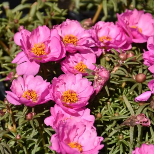 Portulaca Rosita Imported heirloom non-gmo garden seeds