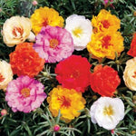 Portulaca Sundial Imported heirloom non-gmo garden seeds