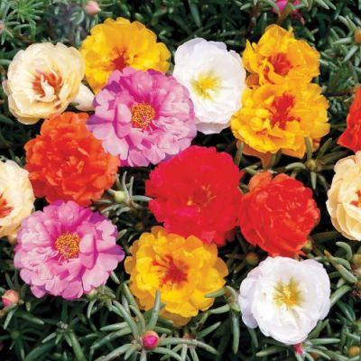 Portulaca Sundial Imported heirloom non-gmo garden seeds