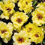 Portulaca Lemon Imported heirloom non-gmo garden seeds