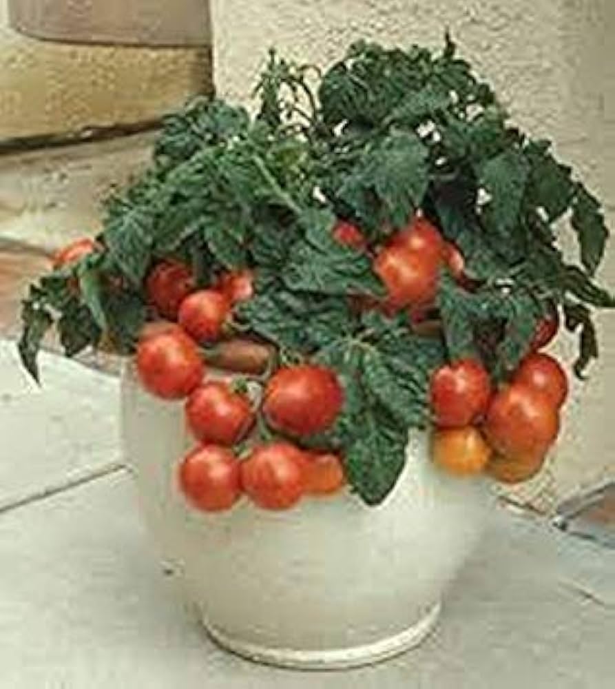 Pot 'n Patio cherry tomato seeds for container - friendly compact growing - Dharaseeds