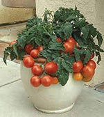 Pot 'n Patio cherry tomato seeds for container - friendly compact growing - Dharaseeds