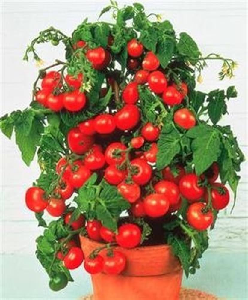 Pot 'n Patio cherry tomato seeds for container - friendly compact growing - Dharaseeds