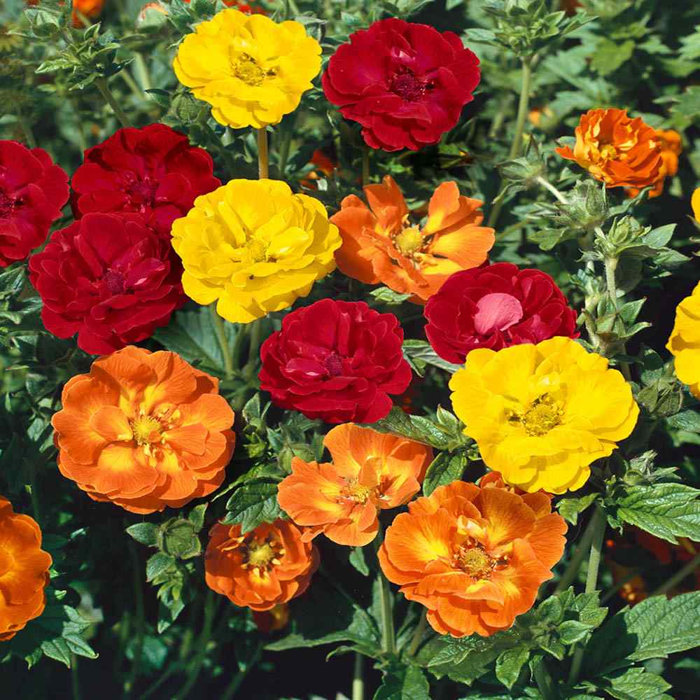 Cinquefoil Fireball Mix Fiery Bloom Flower Seeds