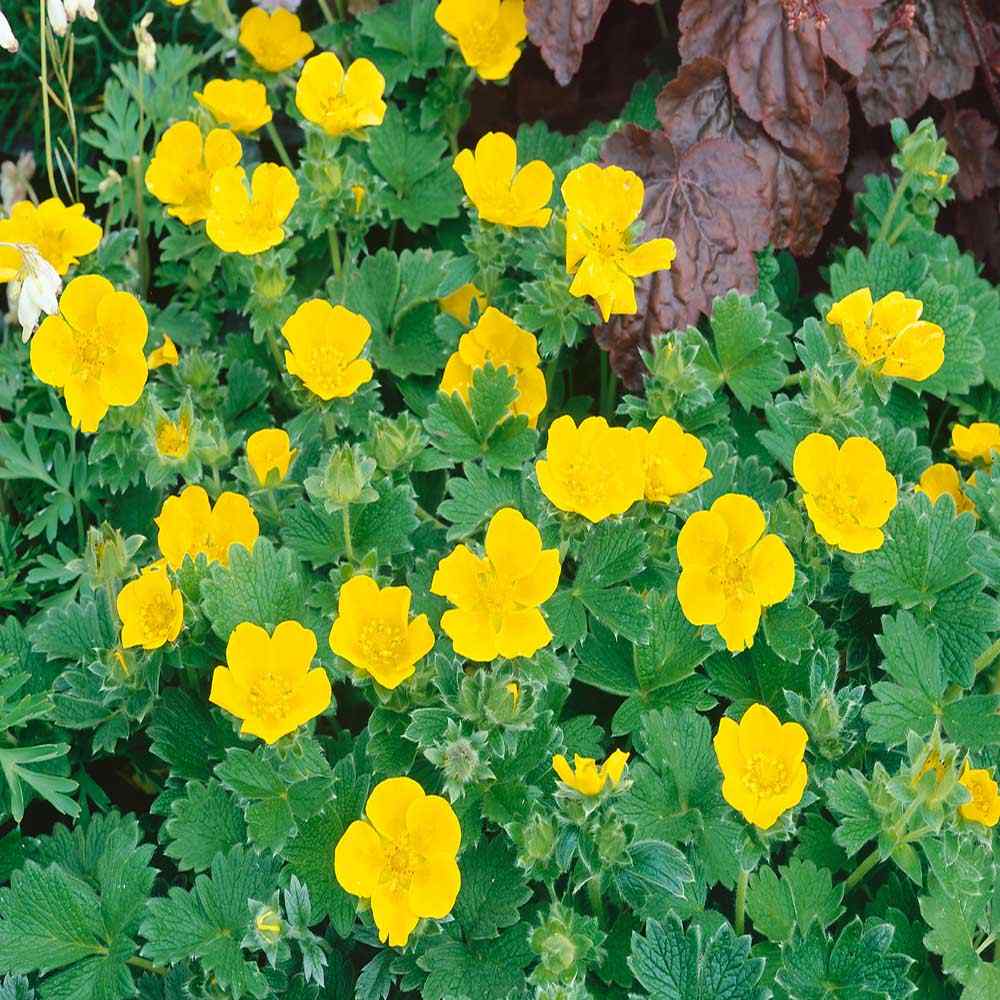 Cinquefoil Gold Sovereign Bright Yellow Flower Seeds