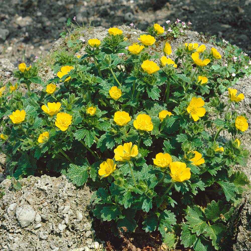 Cinquefoil Gold Sovereign Bright Yellow Flower Seeds