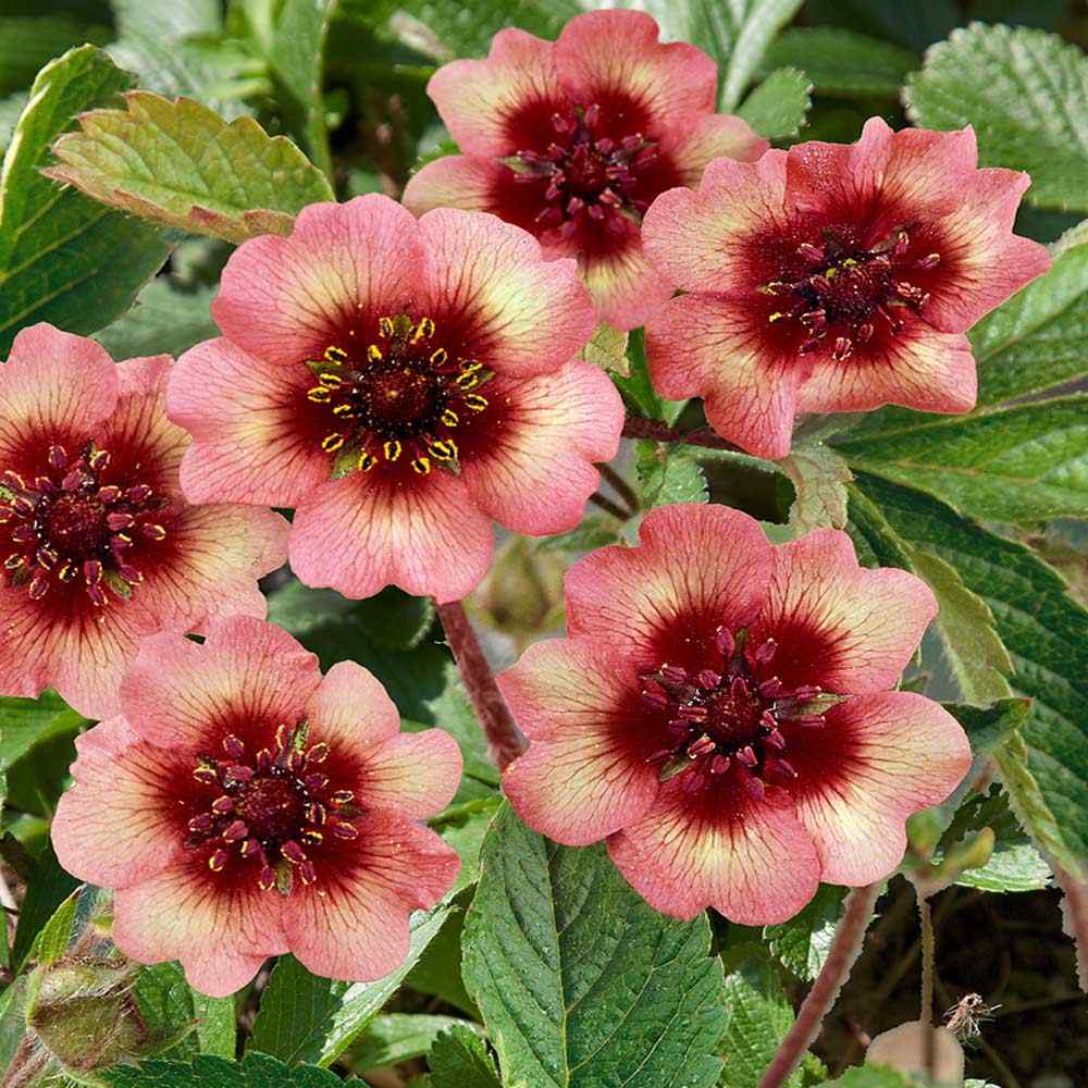 Cinquefoil Melton Fire Red-Orange Bloom Flower Seeds