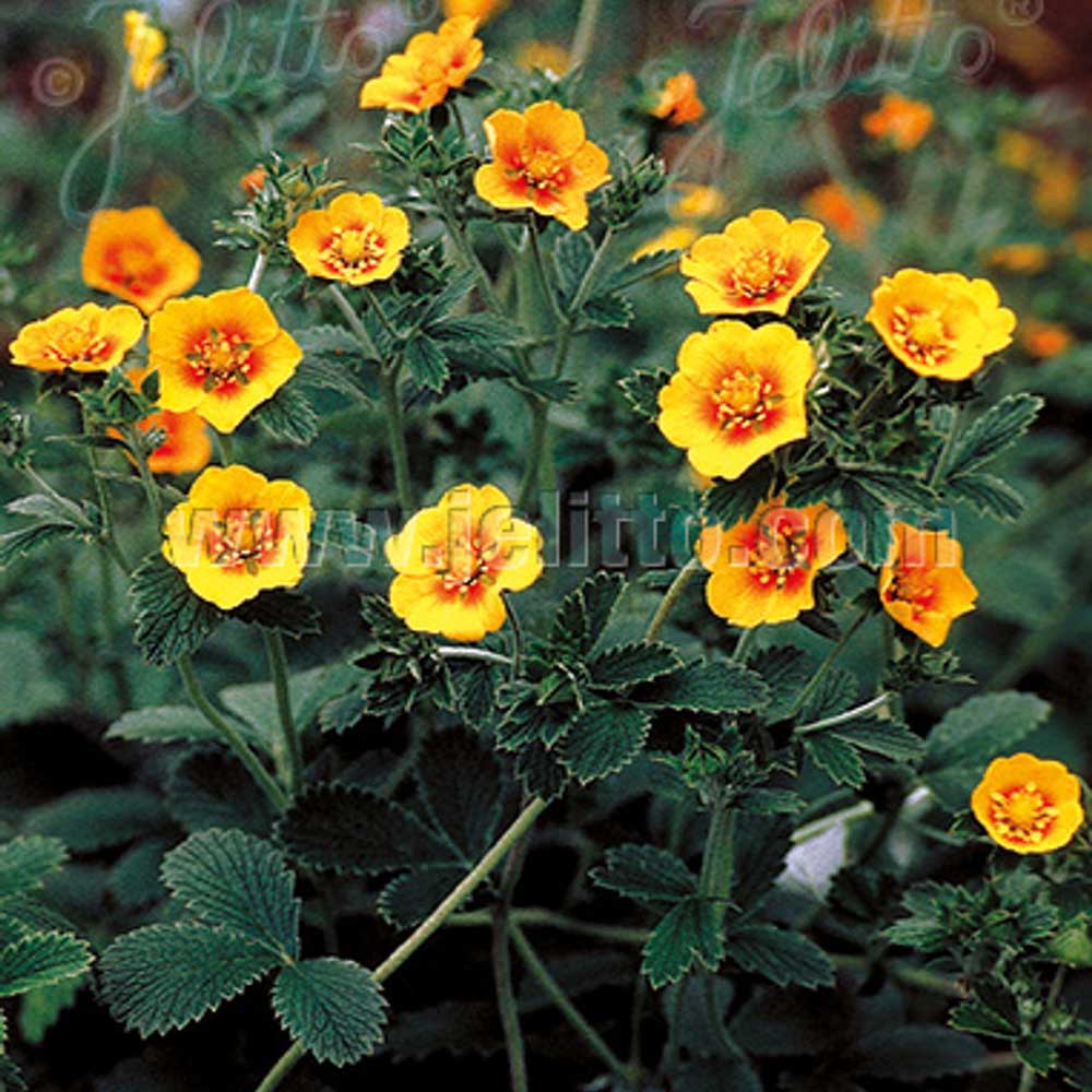 Cinquefoil Orange Starlit Warm-Toned Bloom Flower Seeds