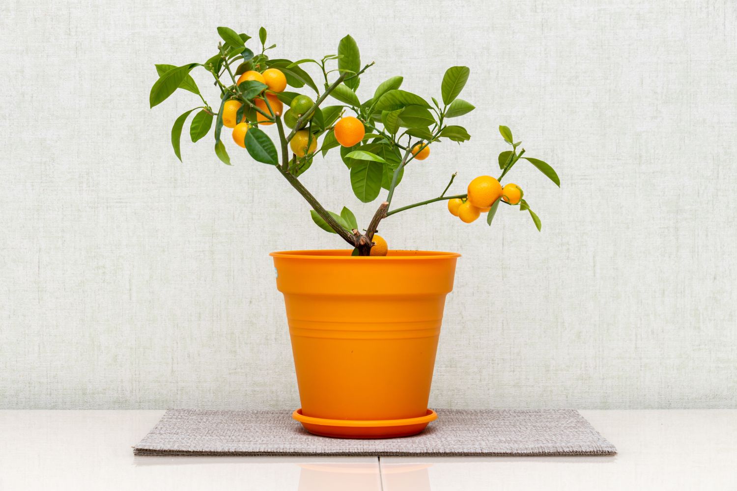 Calamondin Tree Seeds (Citrus × microcarpa)