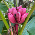 Potted Musa velutina plant for indoor and outdoor tropical gardens
