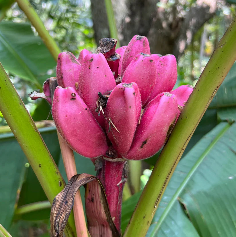 Potted Musa velutina plant for indoor and outdoor tropical gardens