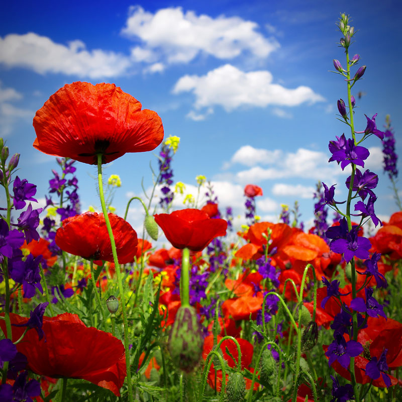 flowers high quality flower seeds for growing vibrant and colorful blooms in home gardens and landscapes organic flowers premium organic flower seeds for sustainable gardening and beautiful blossoms suitable for all climates