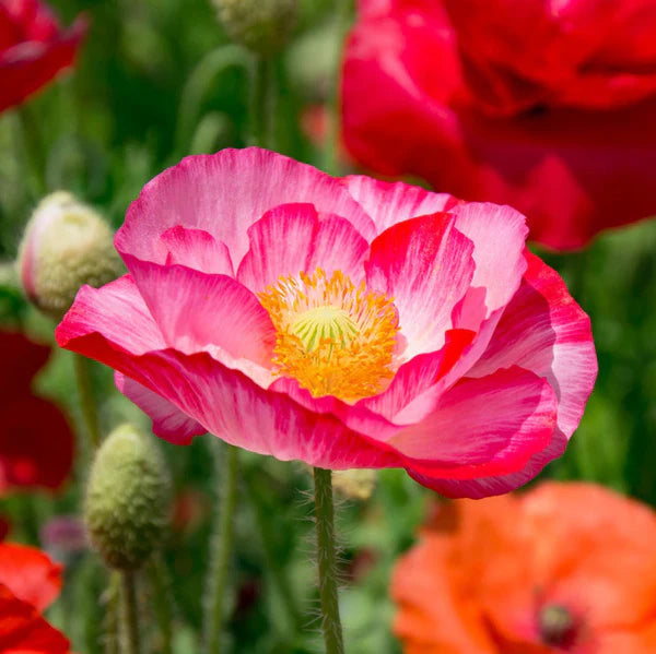 Shirley Double Poppy Papaver Rhoeas Flowering Seeds For Planting