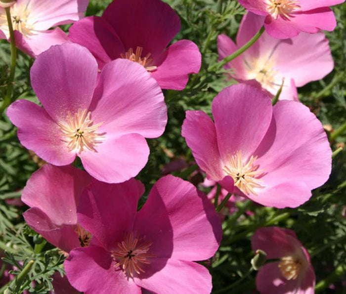 California Poppy Seeds - Purple Gleam