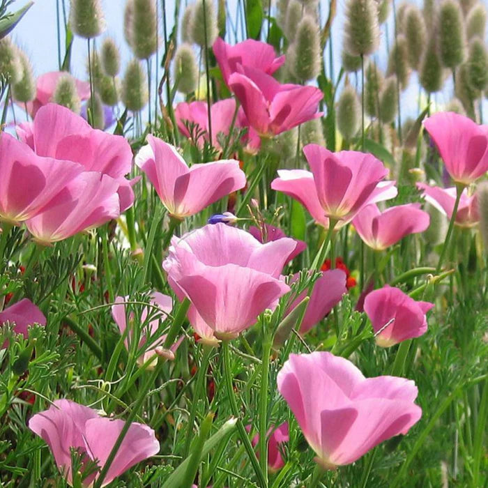 California Poppy Seeds - Purple Gleam