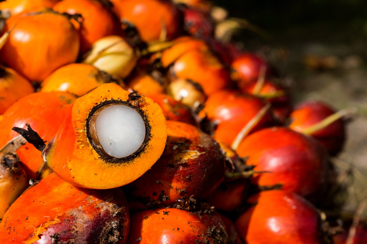 Peach Palm Fruit (Bactris gasipaes) – Nutritious and Versatile Tropical Fruit for Exotic Recipes